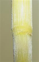  Culm (Nodes and internodes pubescent)